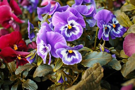 How and When to Plant Winter Pansies